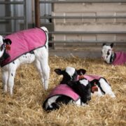 Cattle Management in Winter Season