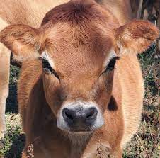 Cattle Management in Winter