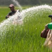 Chemical Fertilizers Using for Rabi Pears