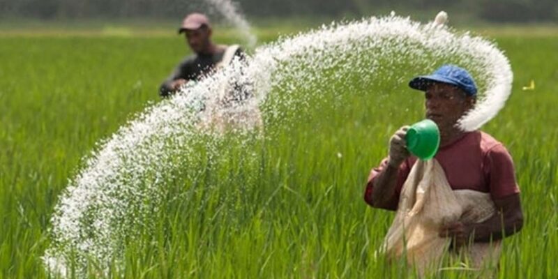 Chemical Fertilizers Using for Rabi Pears