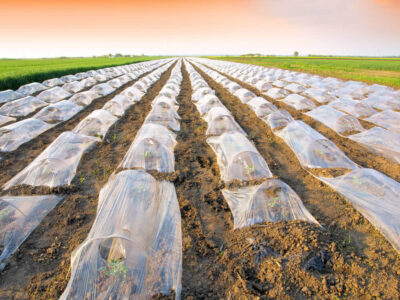 Crop Protection from Rains