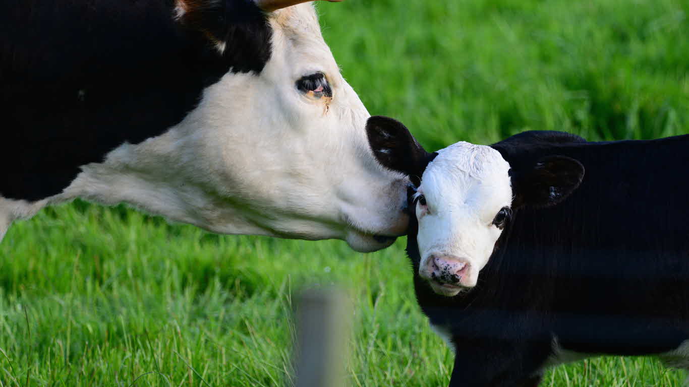 Dairy Cattle Calendar 2023