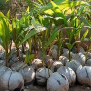 Coconut