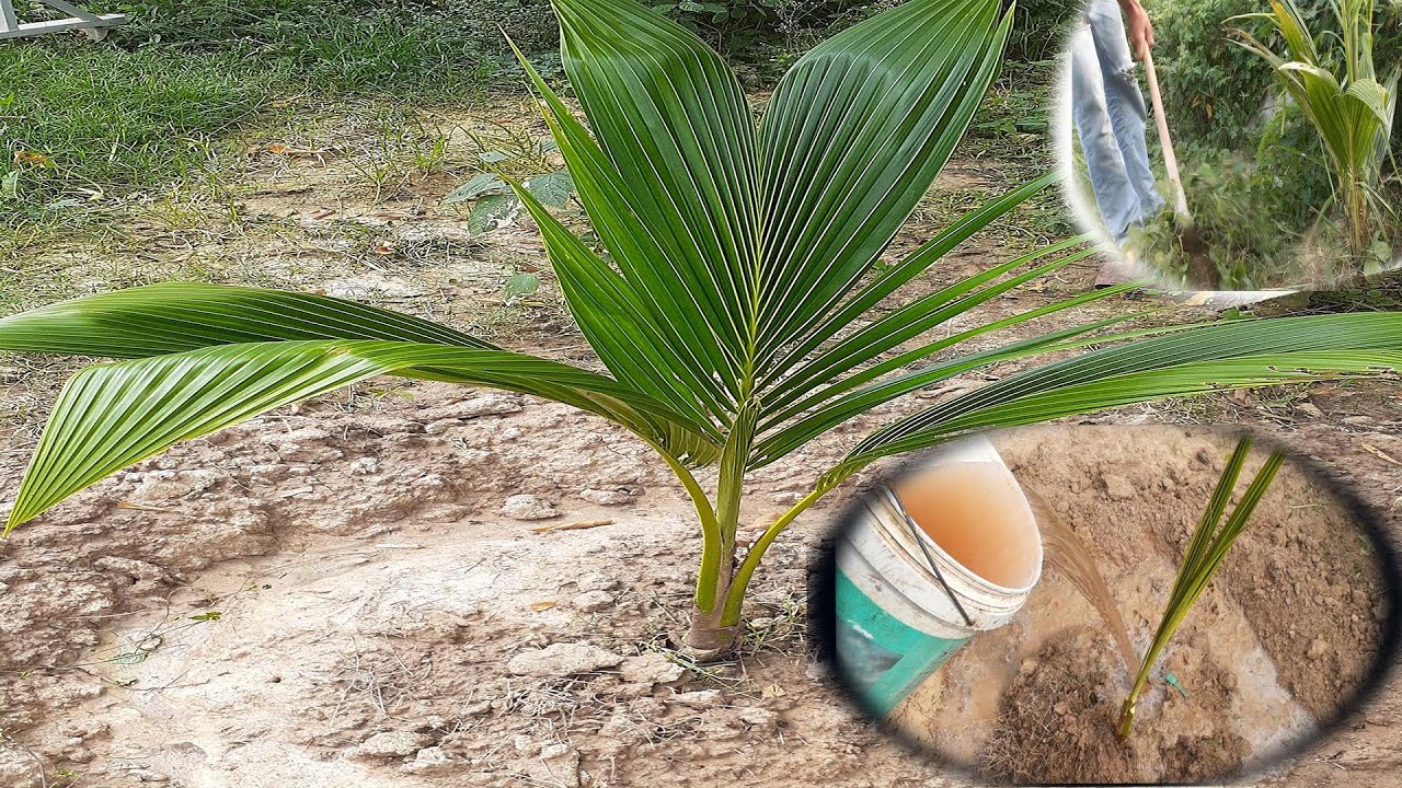 Fertilizer Management in Coconut