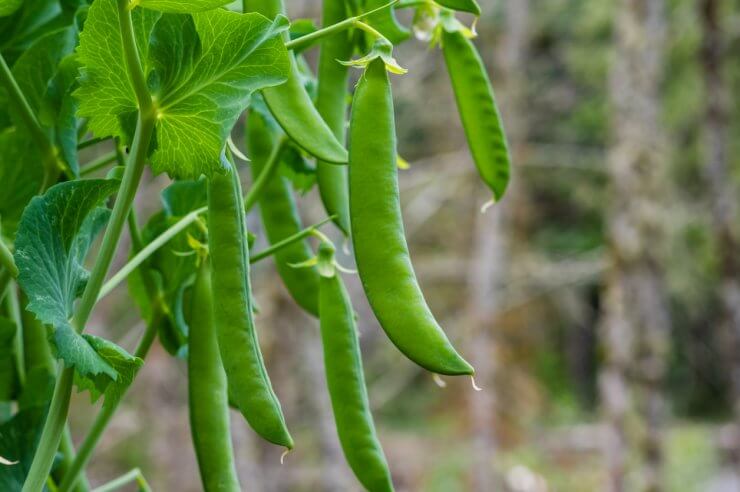 Hanging Vegetables Pest Management