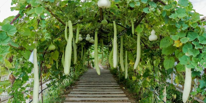 Hanging Vegetables