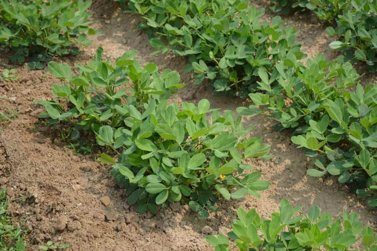 Insect Pest Management in Groundnut