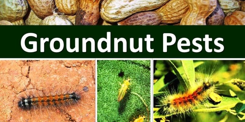 Insect Pests in Groundnut