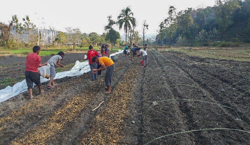 Mulching Technique 