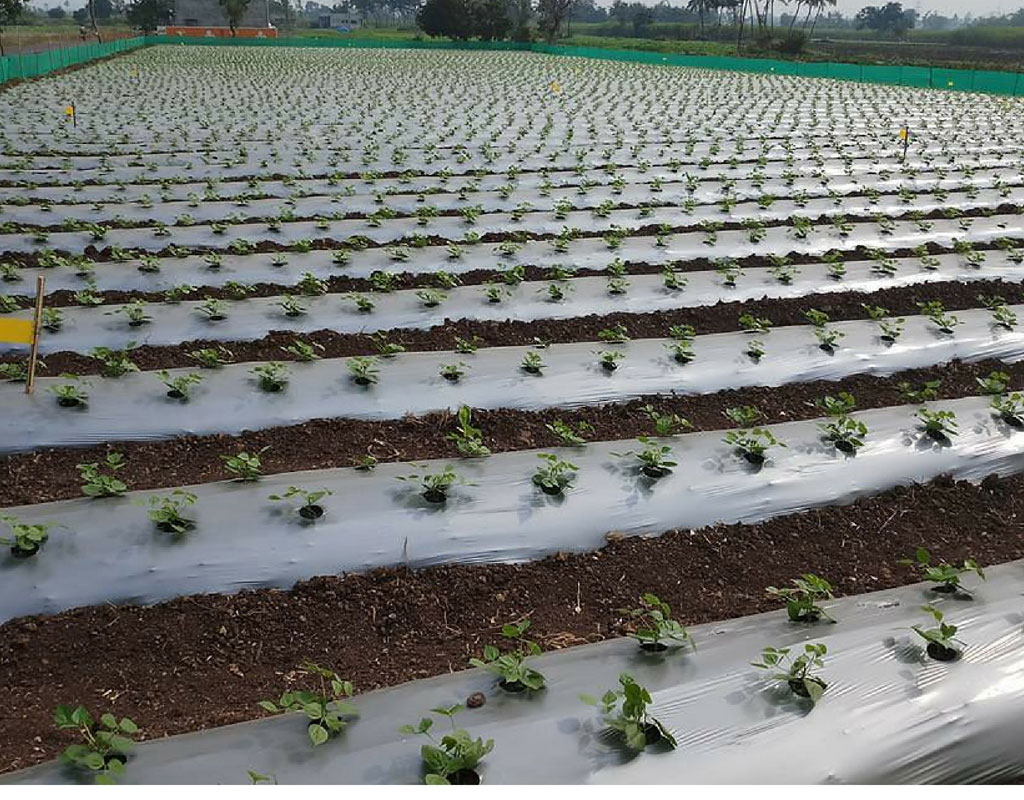 Mulching Technique in Chilli Crop