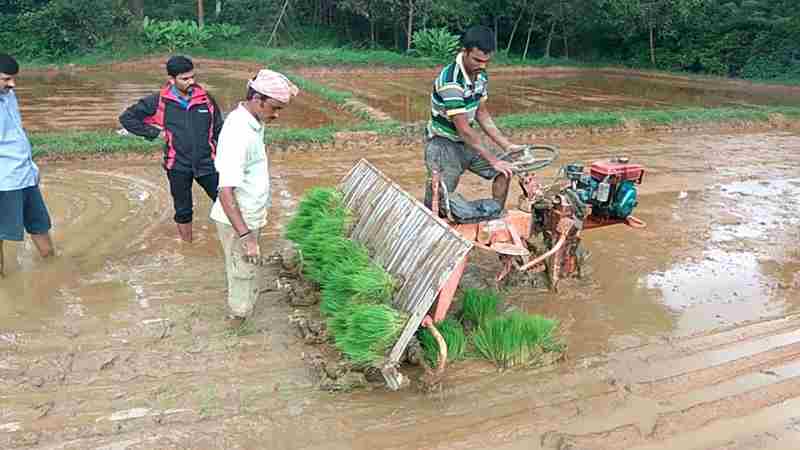 Paddy Plantation