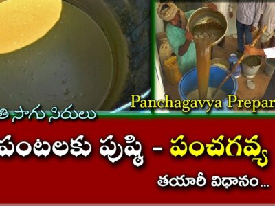 Panchagavya Uses