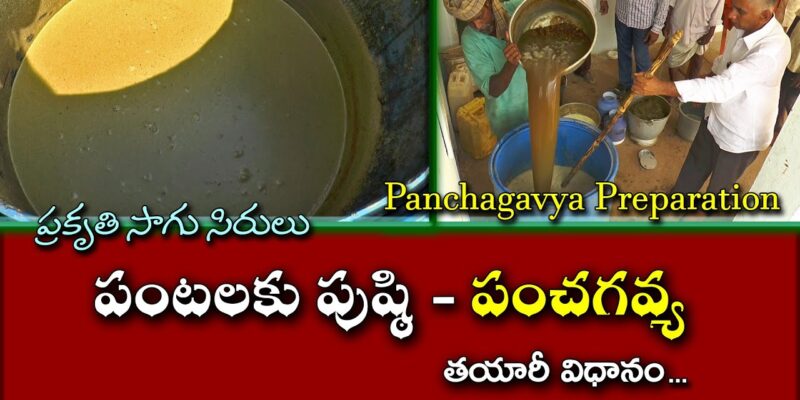 Panchagavya Uses