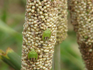 Pests in Millet Crop