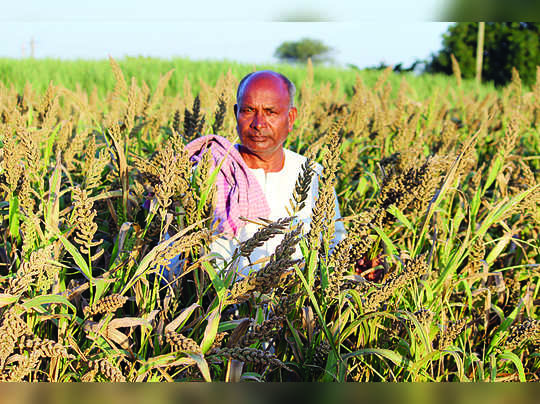 A Farmer from Millet crop