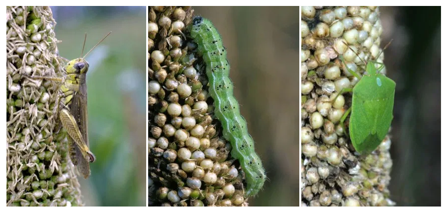 Pests in Millet Crop