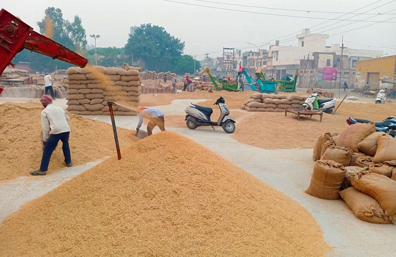 Paddy Crop in Market