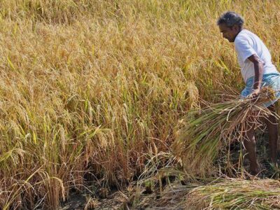 Paddy Crop