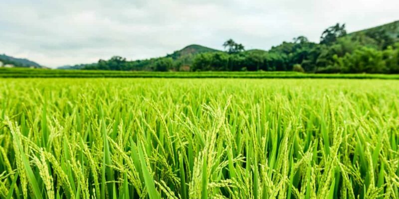 Paddy Crop