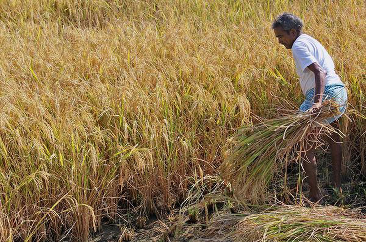 Precautions of Paddy Crop