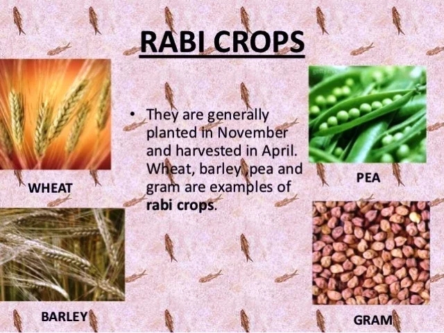 Rabi Cultivation