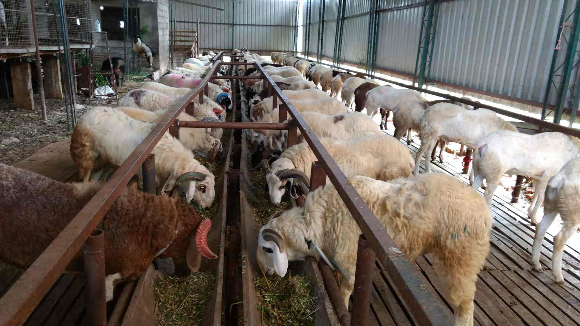 Sheep and Goat Farming