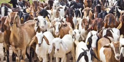 National Livestock Mission Subsidy Scheme