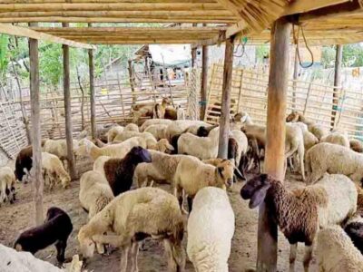 Sheep and Goat Farming