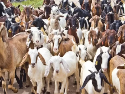 National Livestock Mission Subsidy Scheme