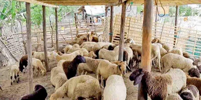 Sheep and Goat Farming