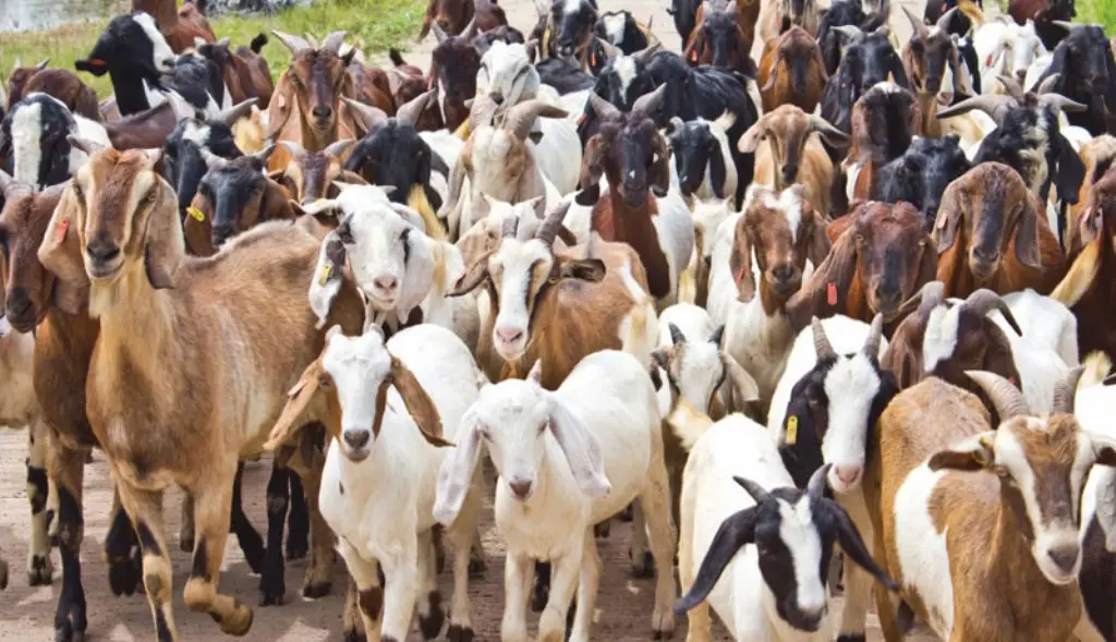 National Livestock Mission Subsidy Scheme