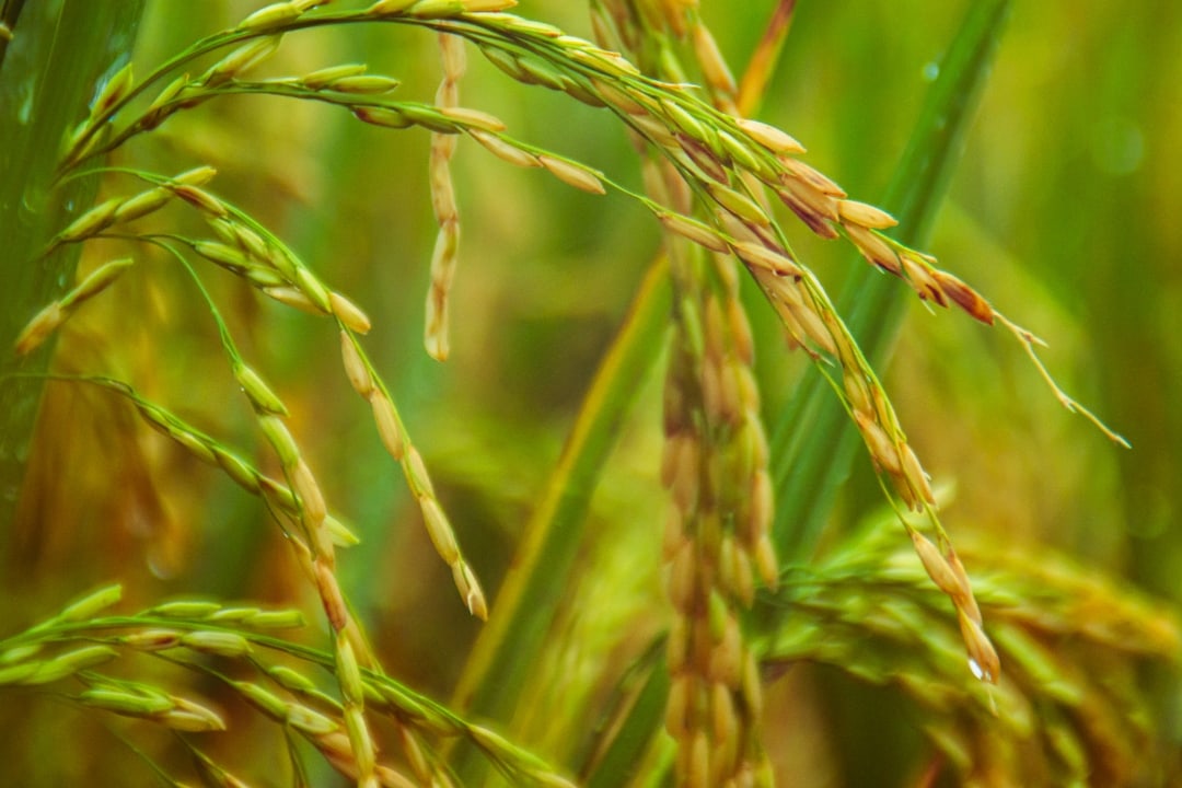 'Sri' Method Cultivation in Paddy