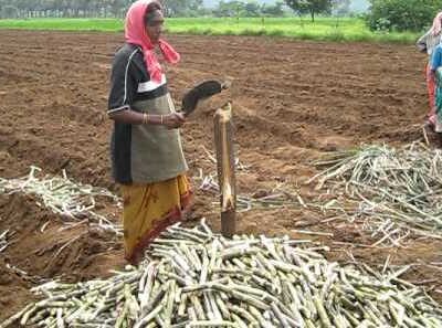 Sri Method in Sugar Cultivation