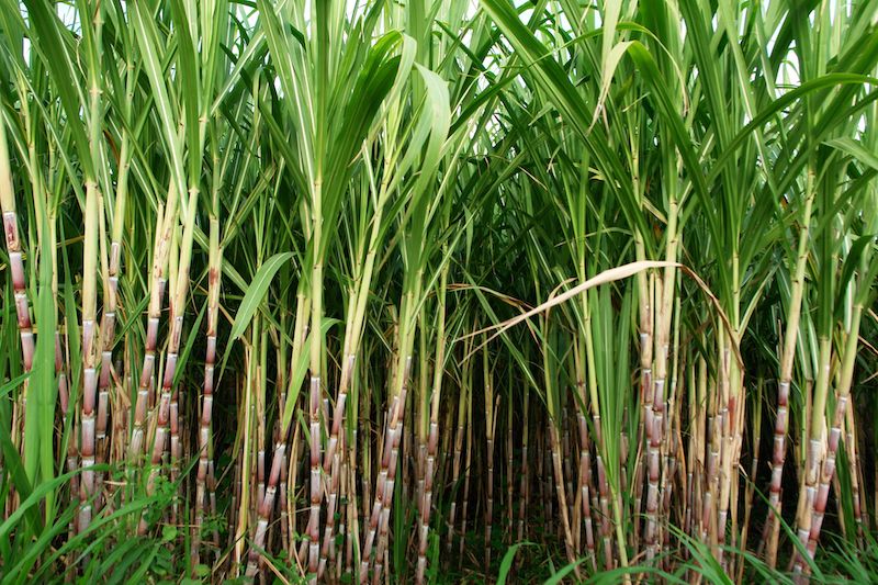 Sri Method in Sugar Cultivation