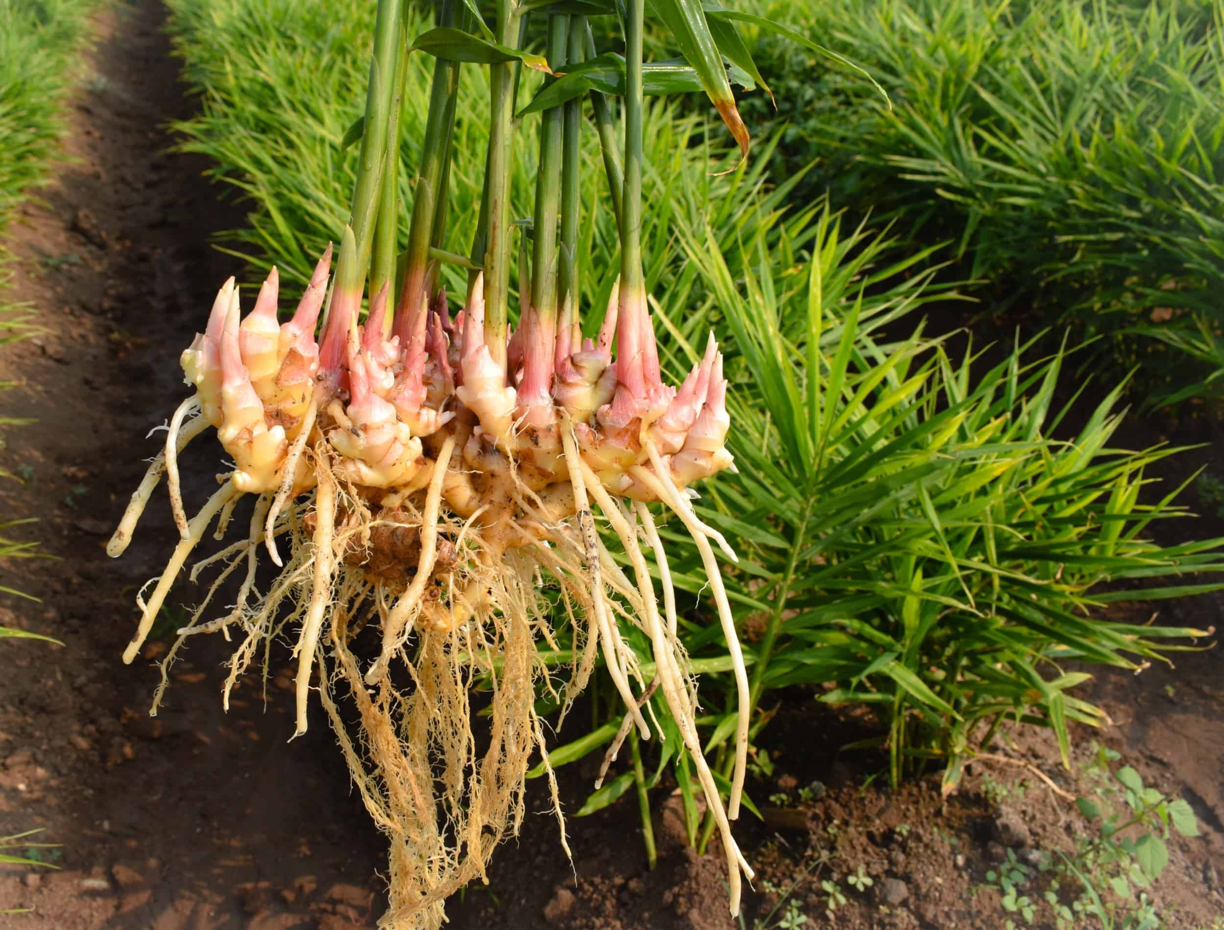 Summer Ginger Cultivation