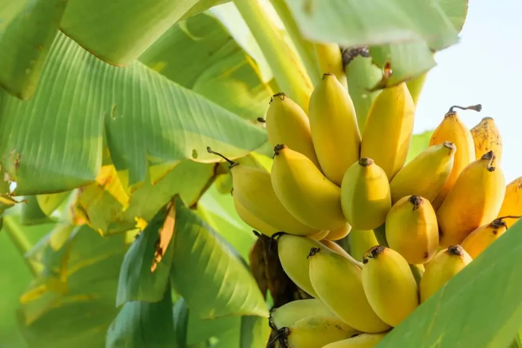 Summer Management of Banana