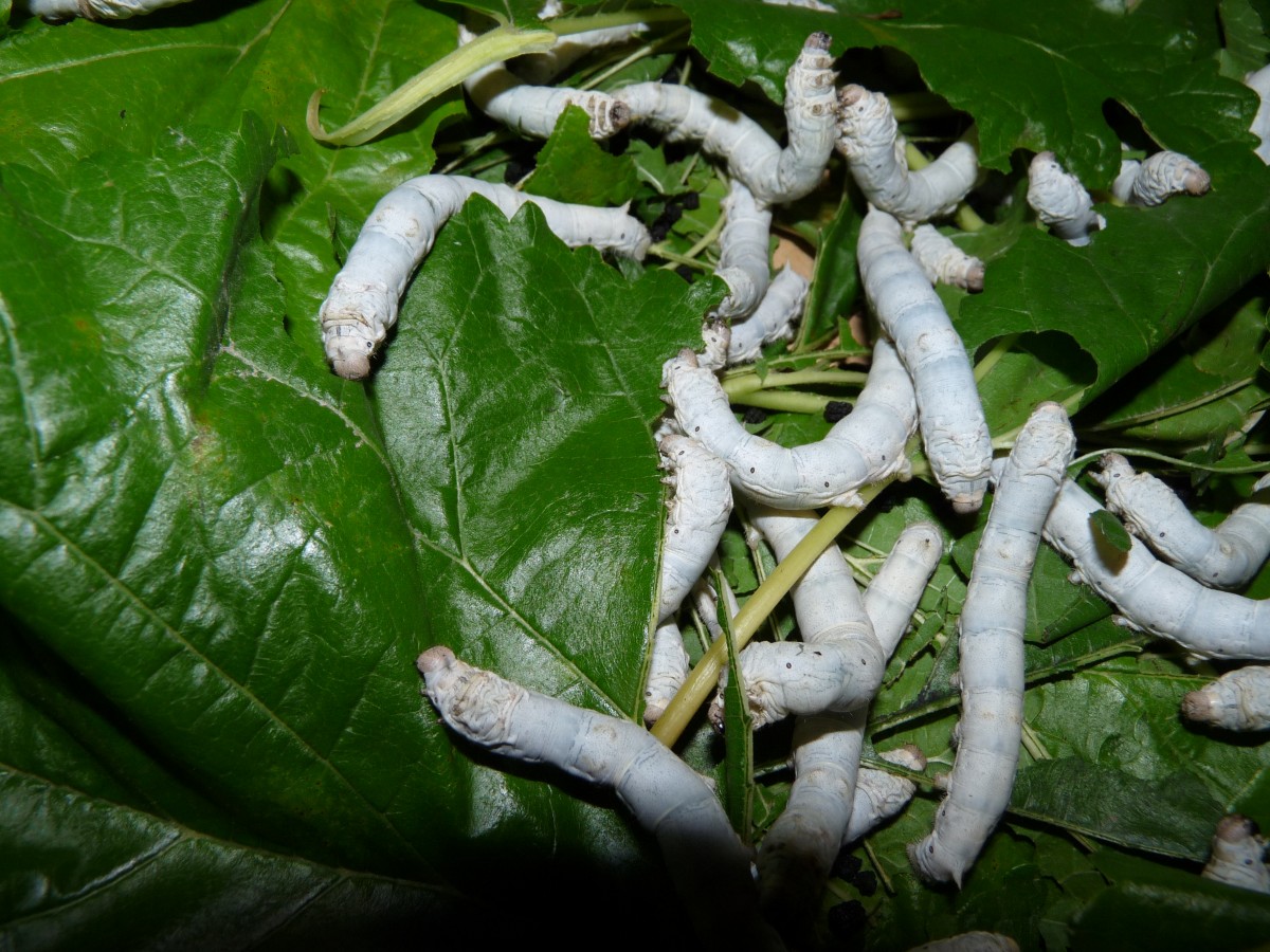 Silkworms