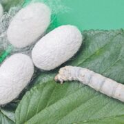 Mulberry Cultivation