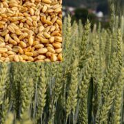 Wheat Cultivation