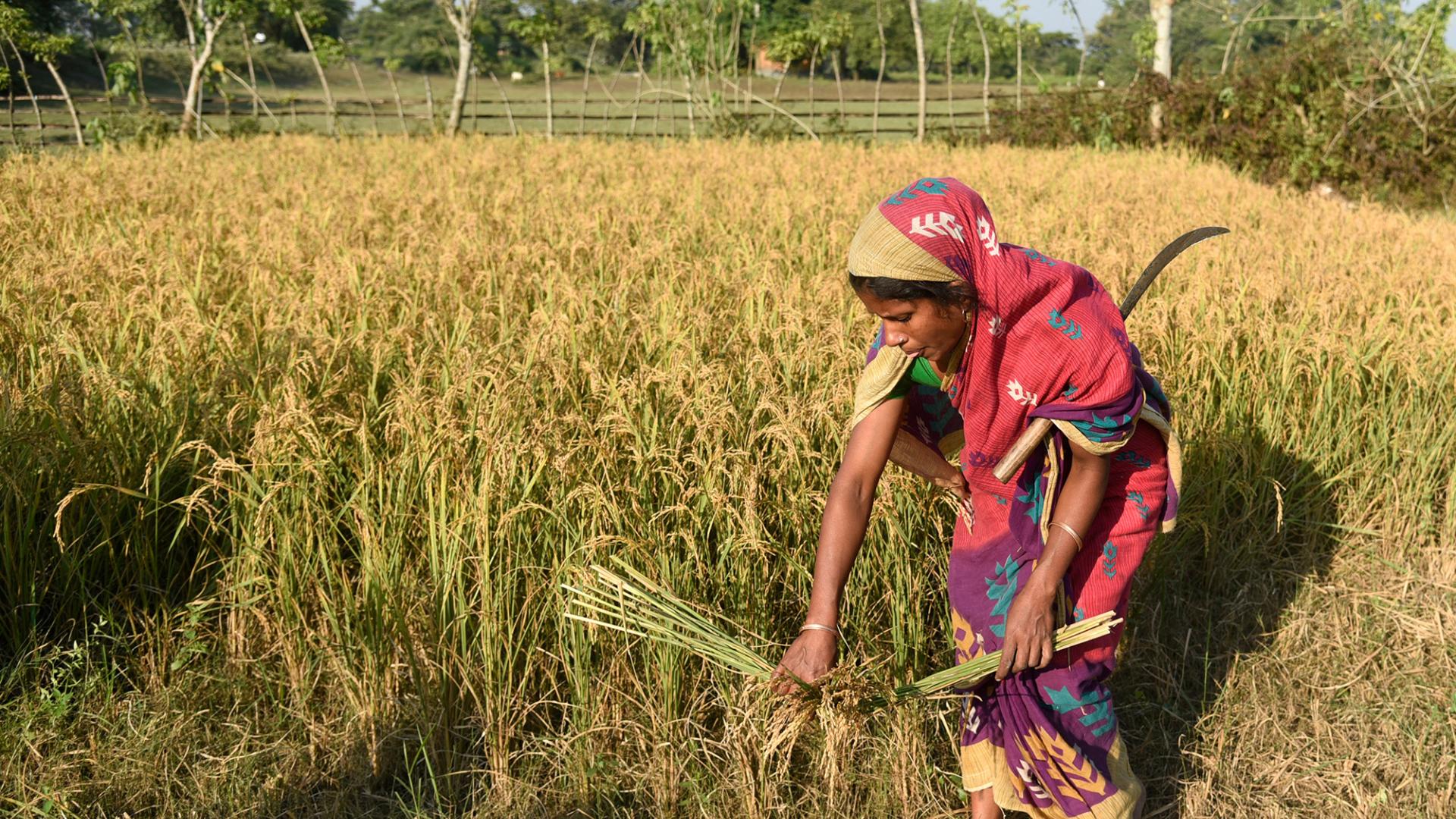 Agricultural Mechanization