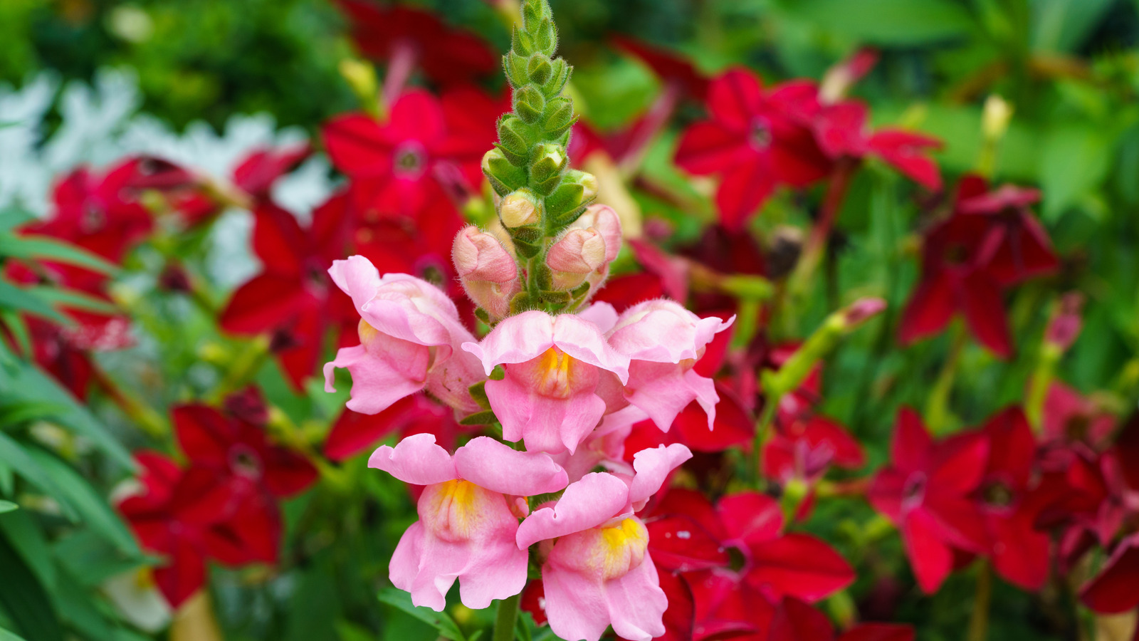 Antirrhinum Cultivation