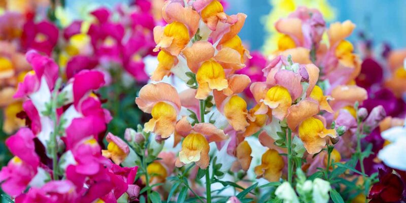 Antirrhinum