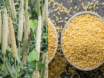 Bajra Millets Health Benefits