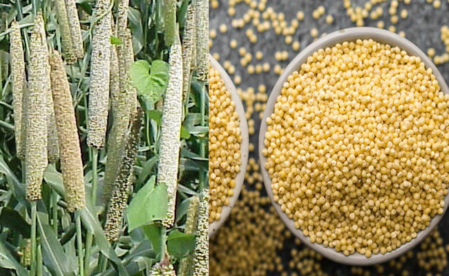 Bajra Millets Health Benefits