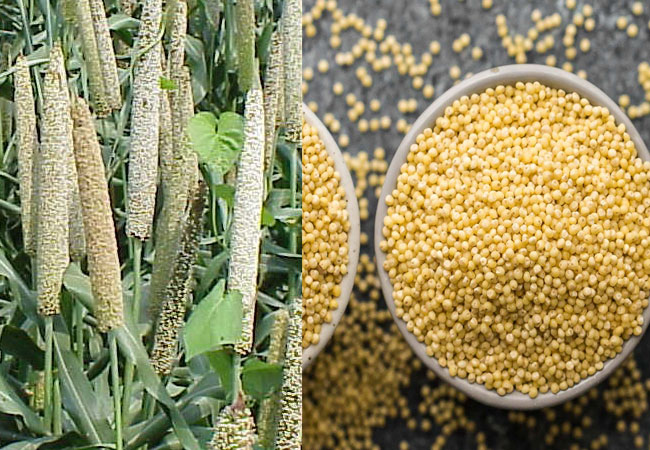 Bajra Millets Health Benefits