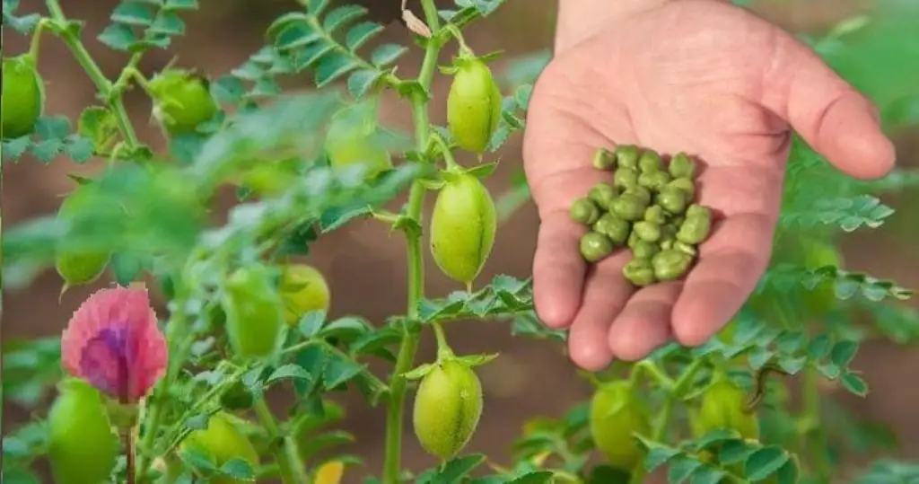 Bengal gram Cultivation