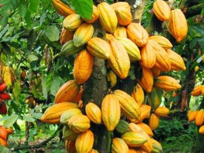 Cocoa Crops