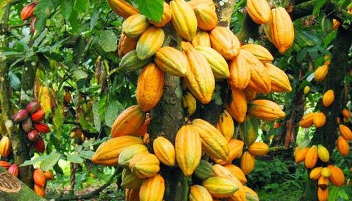 Cocoa Crops