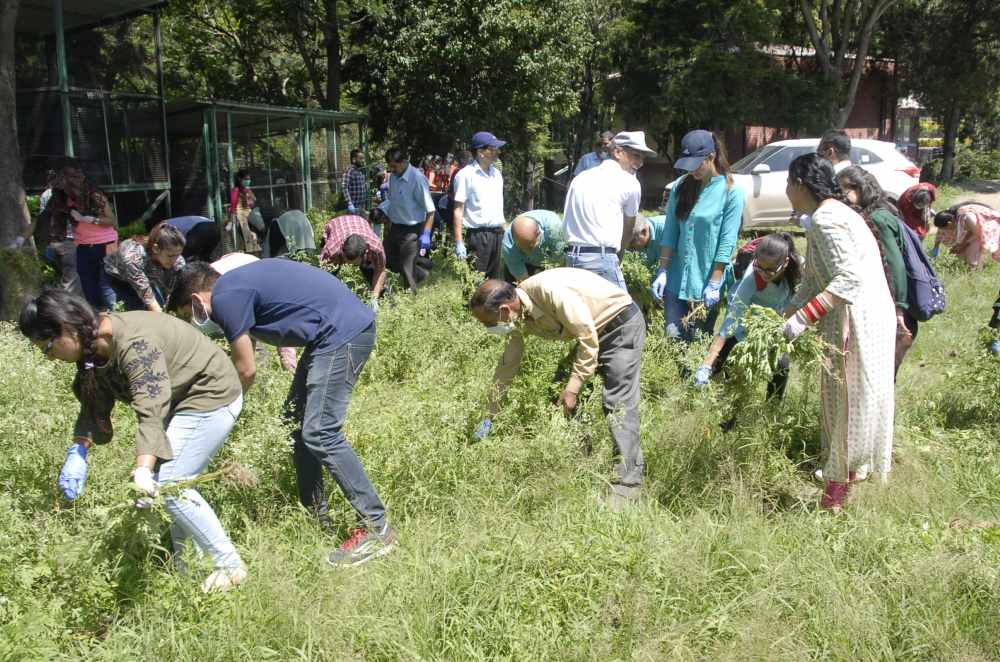 Eradication of Parthenium Weed