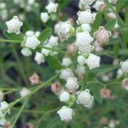 Parthenium Weed